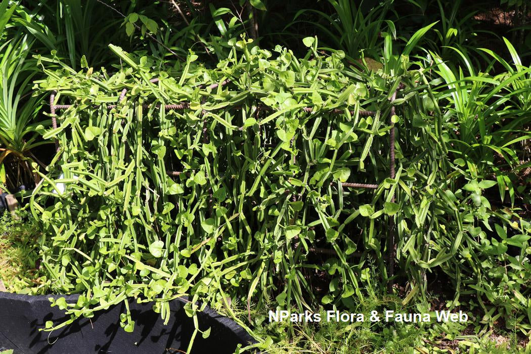 Cissus quadrangularis Also known as Hadjod (Hindi) Pirandai (Tamil)