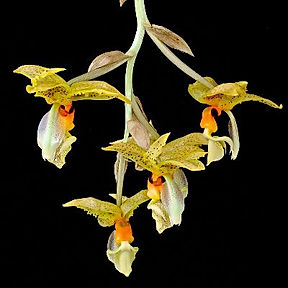 Stanhopea wardii