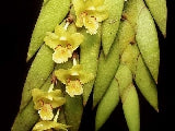 Dendrobium keithii Orchid