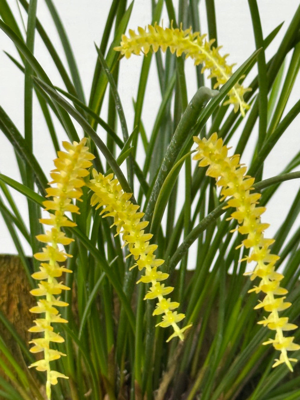 Coelogyne (Dendrochilum) wenzelii var. Alba