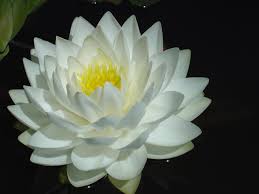 Waterlily Gonnere