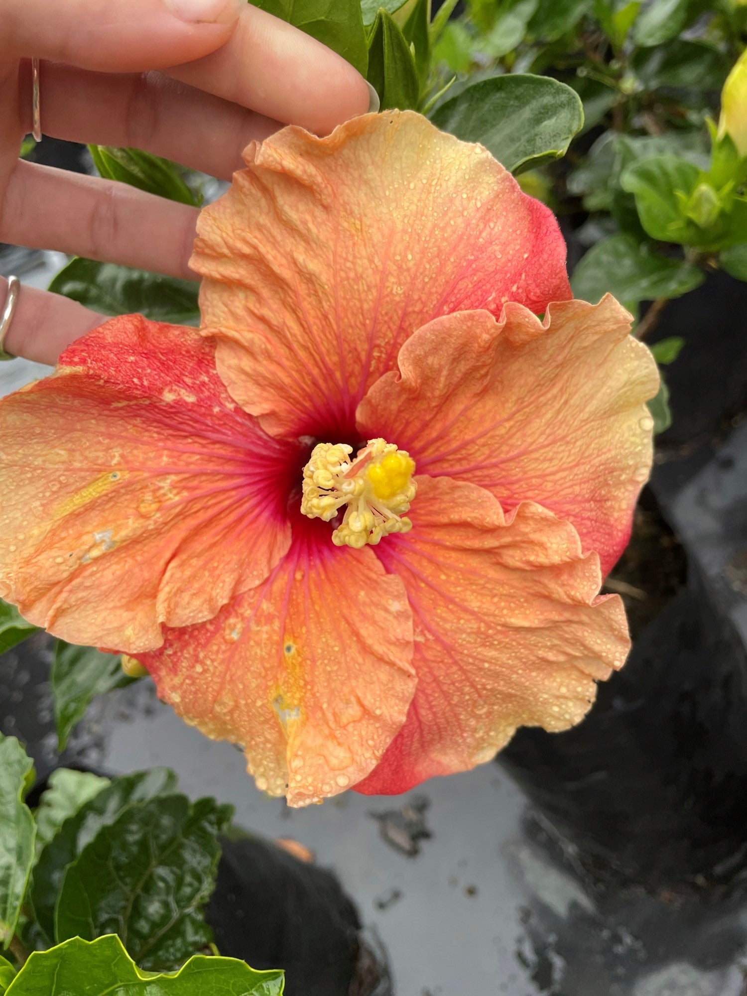 Hibiscus Graceful