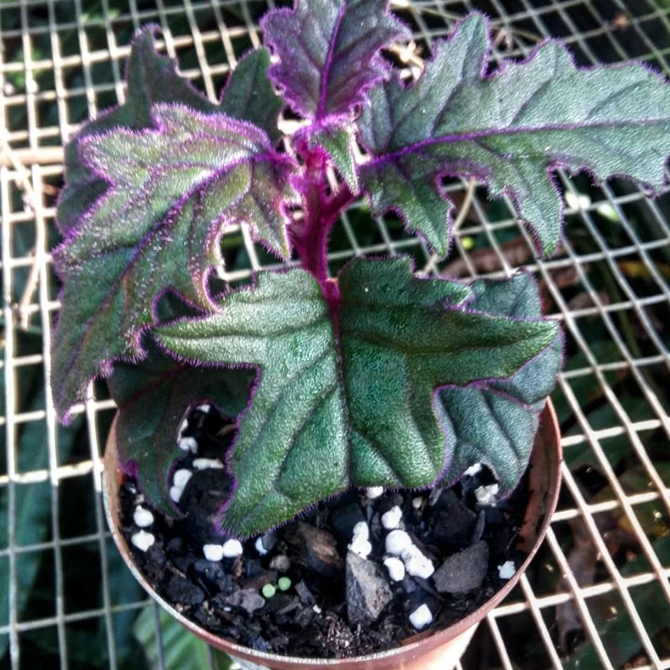 Gynura aurantiaca. Purple Passion Plants