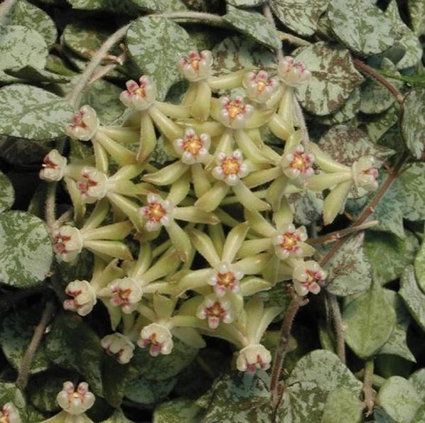 Hoya Curtisii
