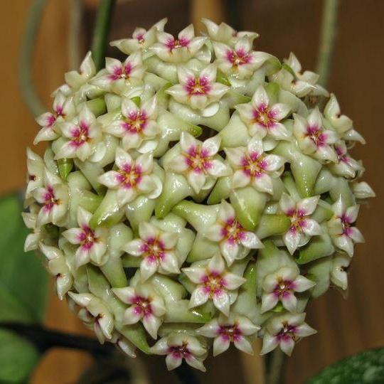 hoya wibergiae