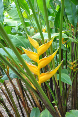 Heliconia Yellow Dancer