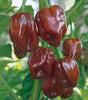 Load image into Gallery viewer, Habanero Chocolate Chilli