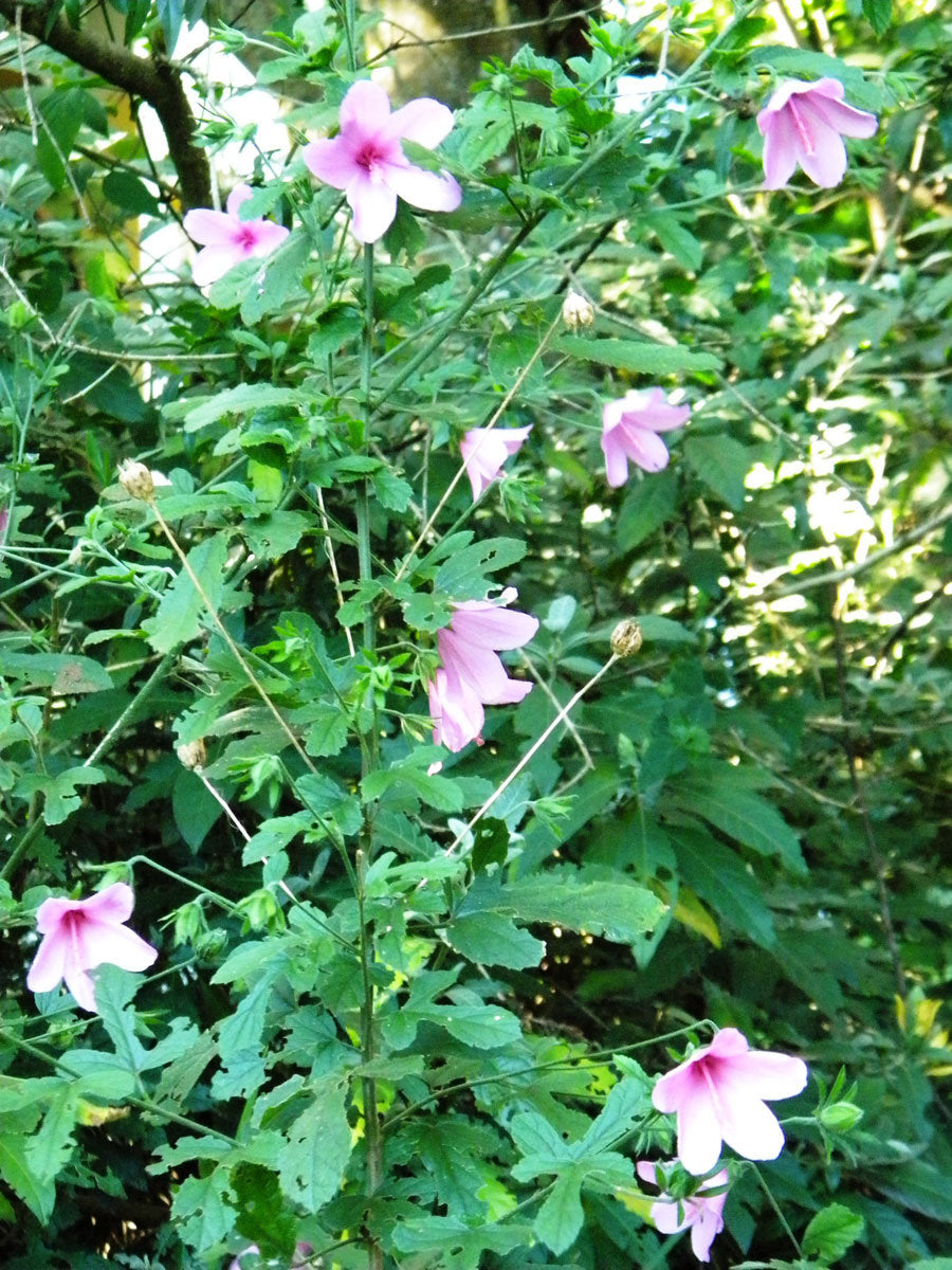 Hibiscus pedunculatus