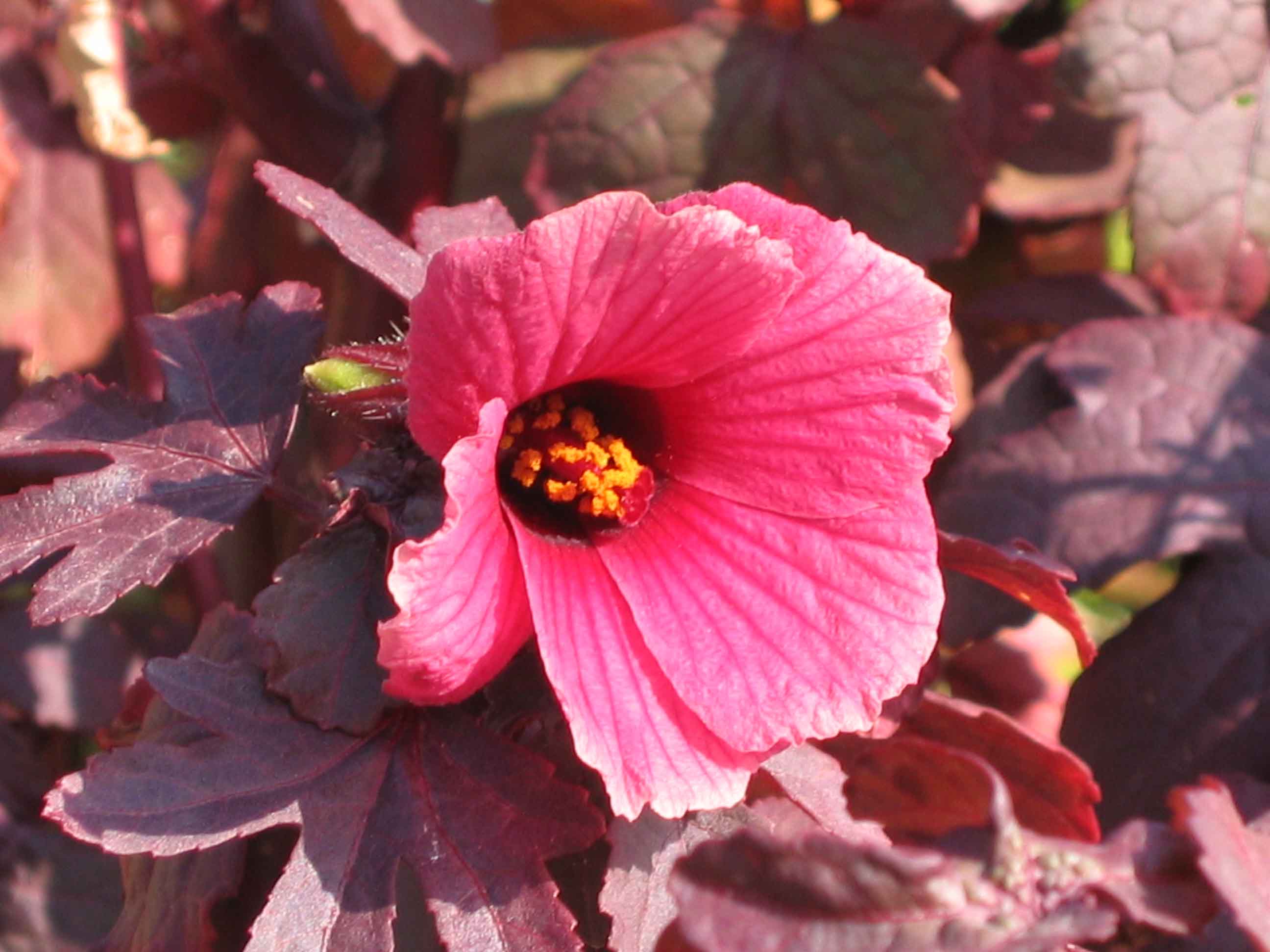 Hibiscus acetosella