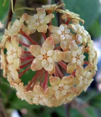 Hoya finlaysonii