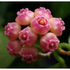 hoya heuschkeliana pink flower