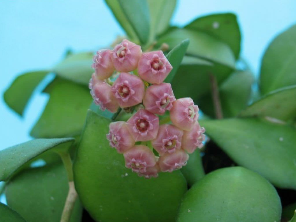 Hoya heuschkeliana