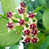 Hoya Fishtail