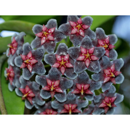 hoya black dragon