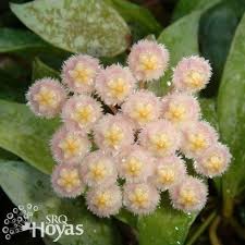 Hoya Lacunosa Royal Flush