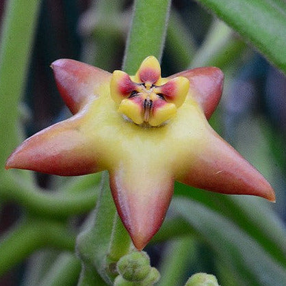 Hoya affinis