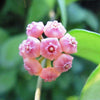 hoya heuschkeliana pink flower