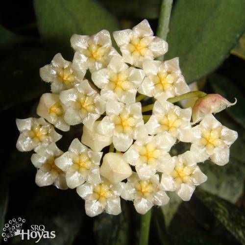 Hoya Lacunosa Royal Flush