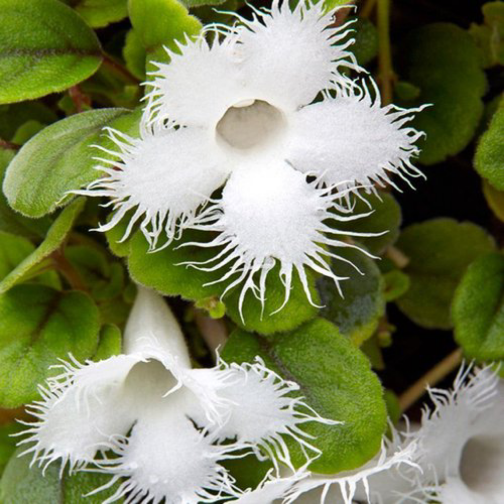 Episca dianthiflora ( lace vine)