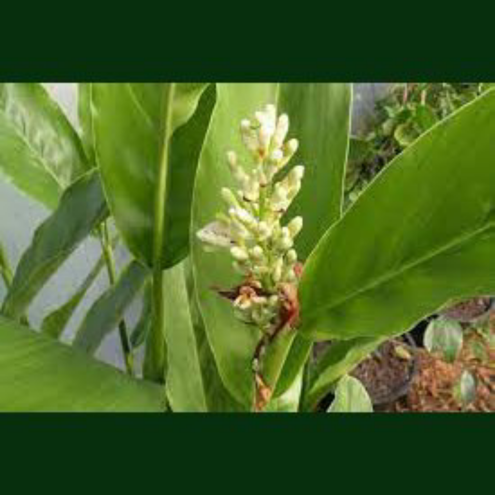 Ginger galangal ( Alpinia officinarum)