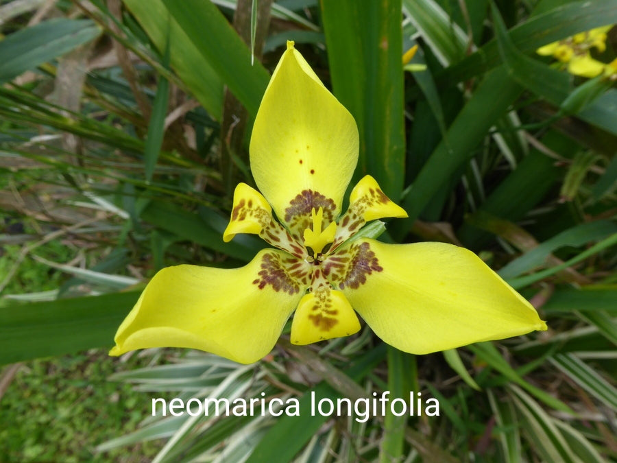 Neomarica Longifolia