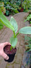 Pink Bananaplants Musa valentino  Established small plants