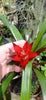 Bromeliad guzmania mini red