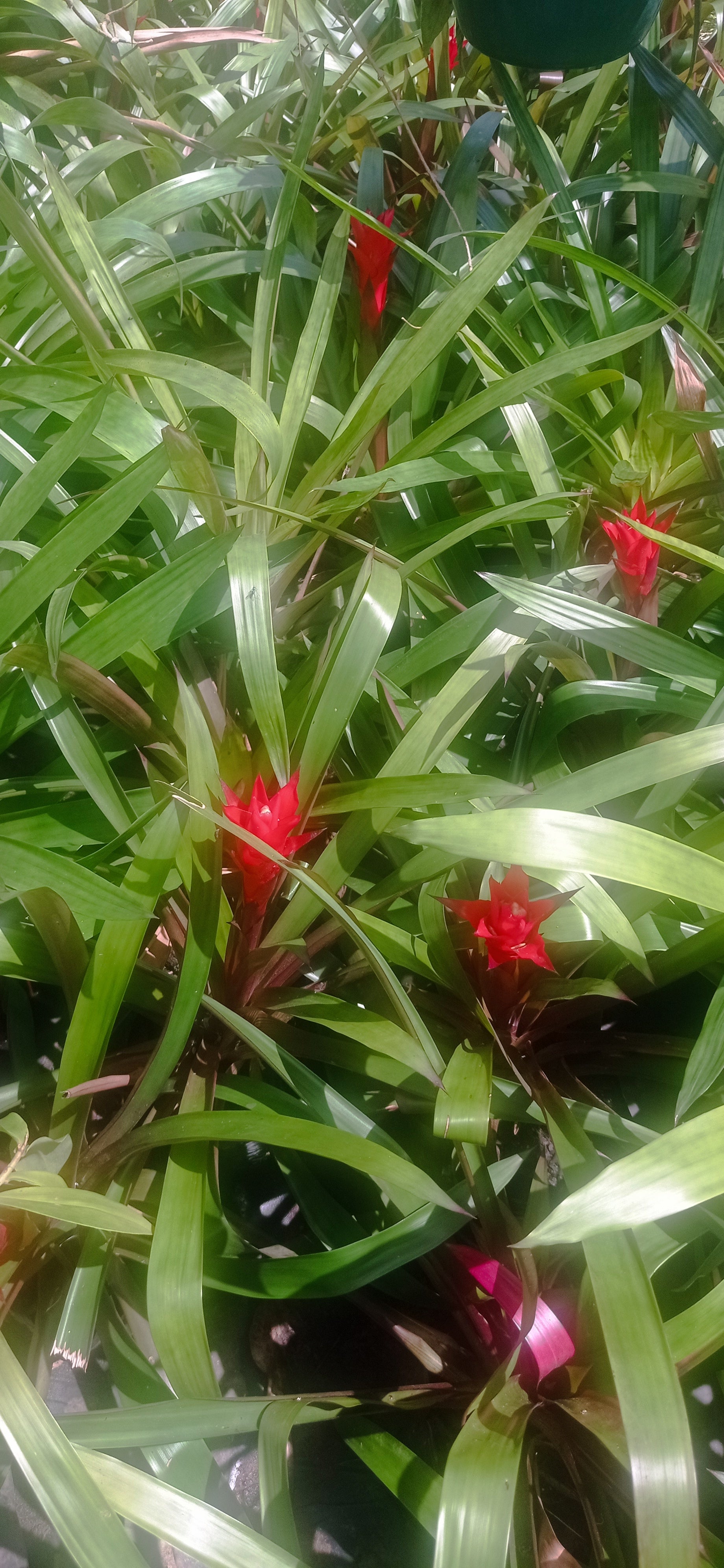 Bromeliad guzmania mini red