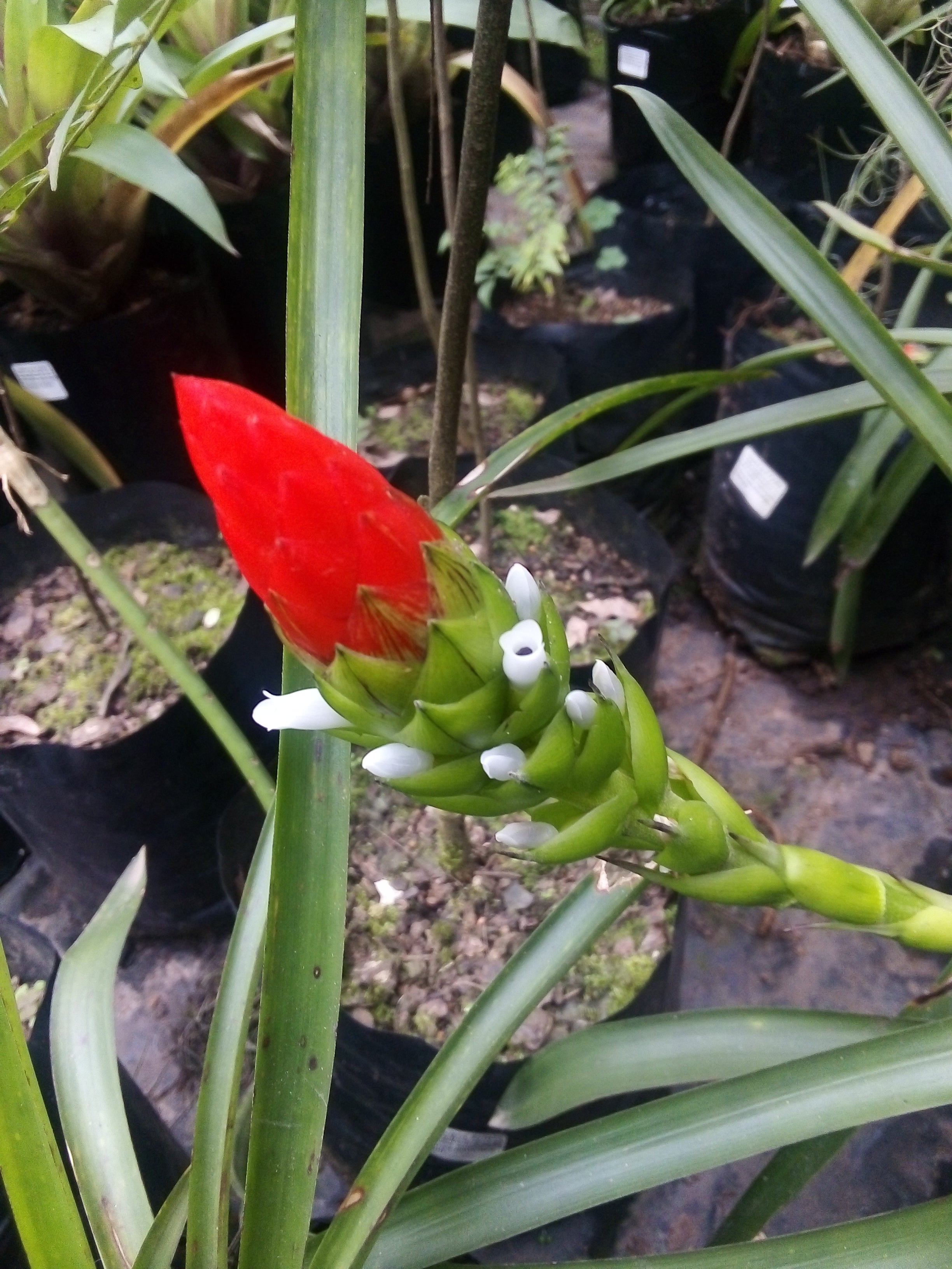 Bromeliad guzmania monostachia