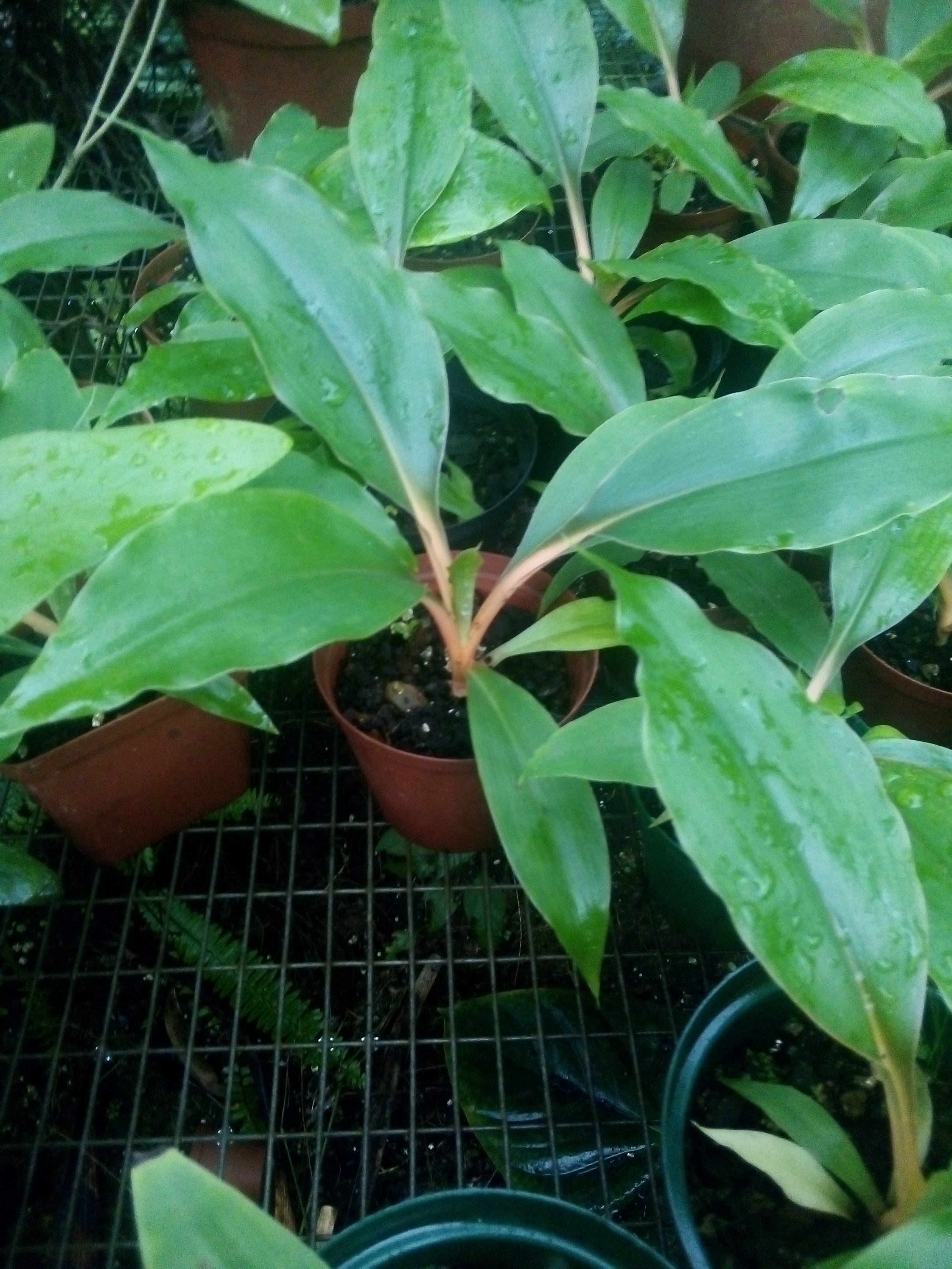 Chlorophytum orchidatum.