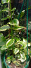 Crassula sarmentosa variegata