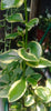Load image into Gallery viewer, Crassula sarmentosa variegata