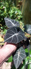 Load image into Gallery viewer, Alocasia Black Velvet