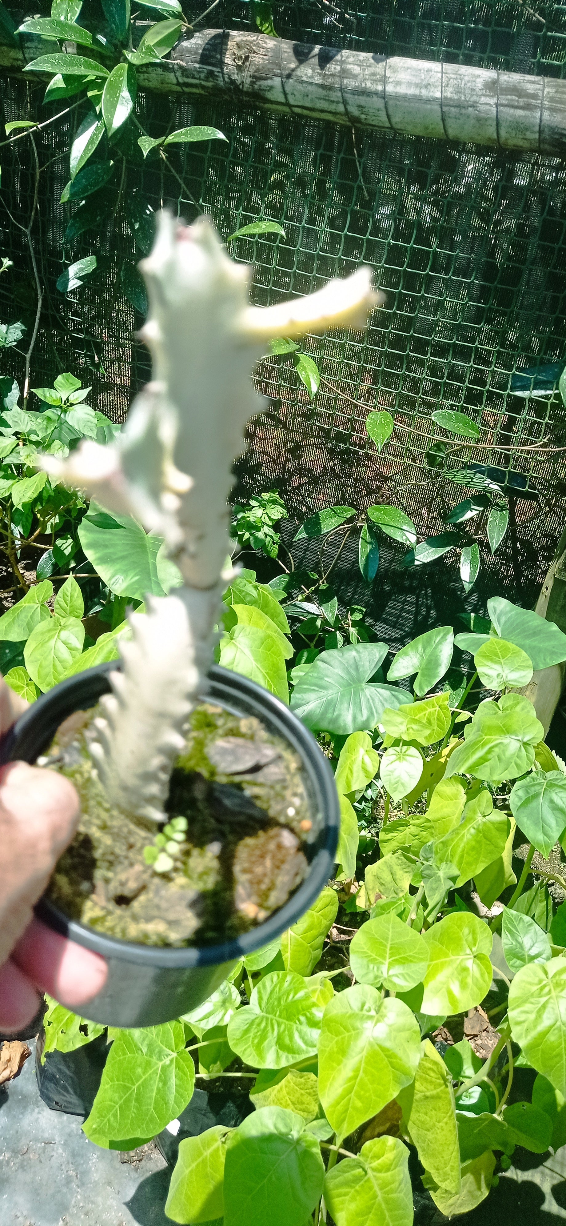Euphorbia lactea alba