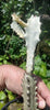 Euphorbia lactea alba