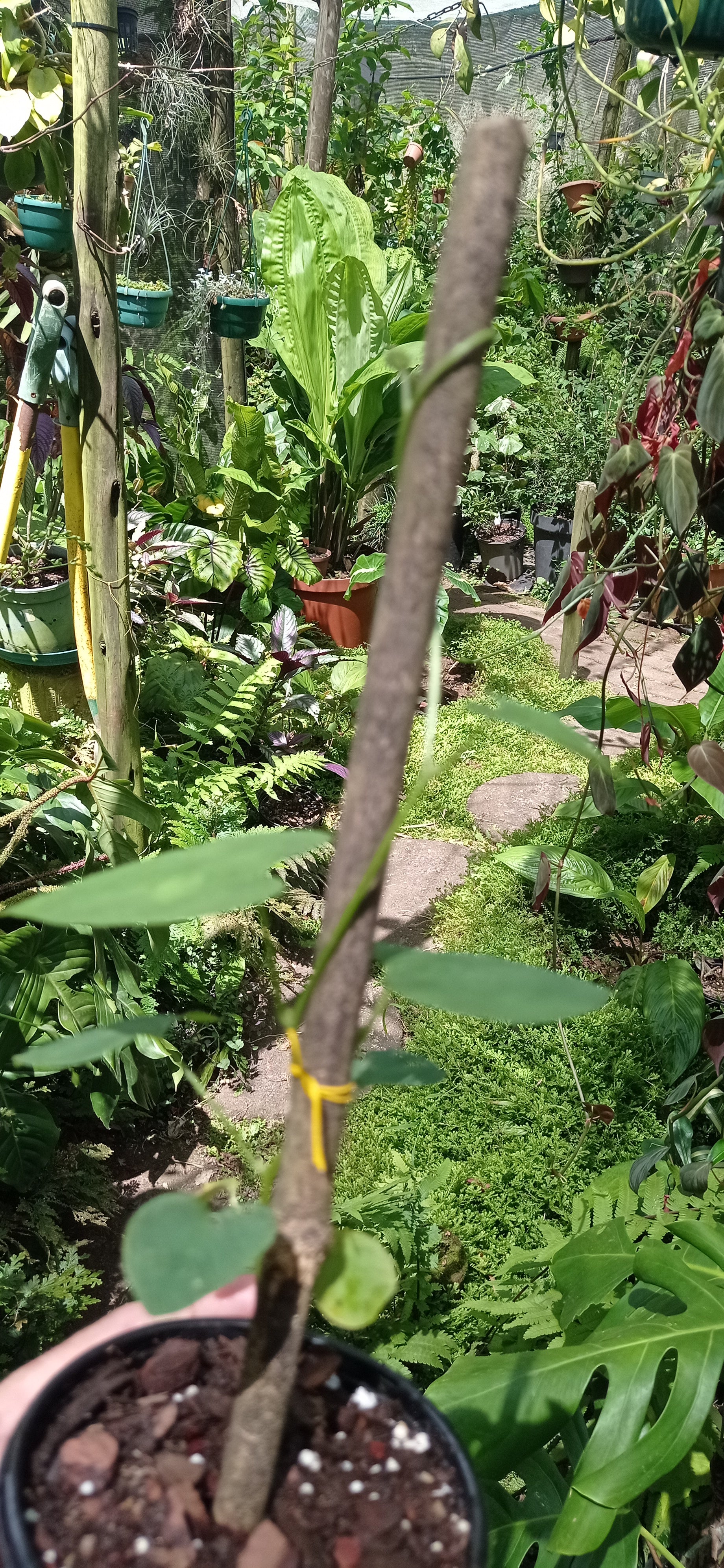 Aristolochia grandeflora (Pelican Creeper)