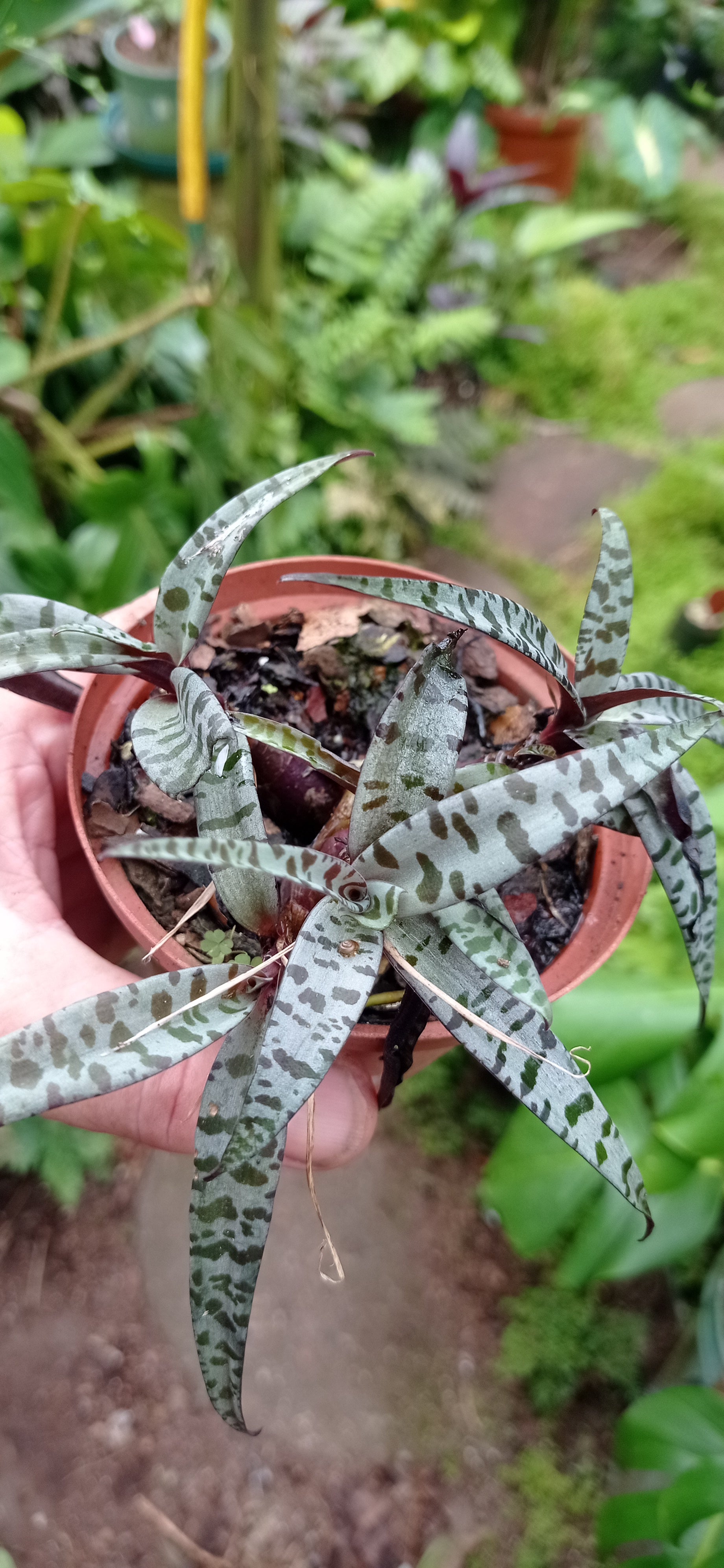 Ledebouria socialis