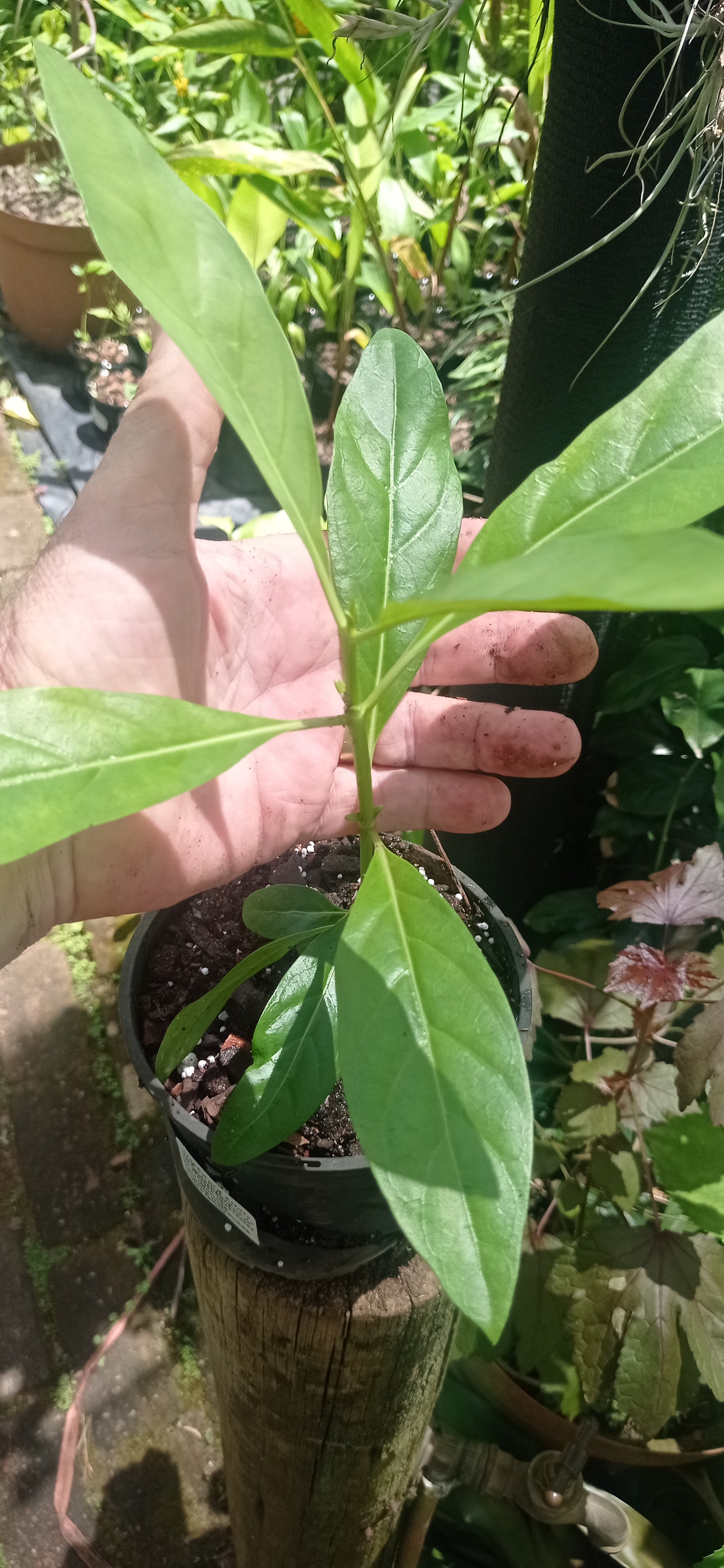 Noni Fruit Tree Morinda citrifolia