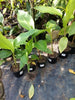 Heliconia Banana Split Seedlings