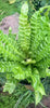 Asplenium Crispy Wave