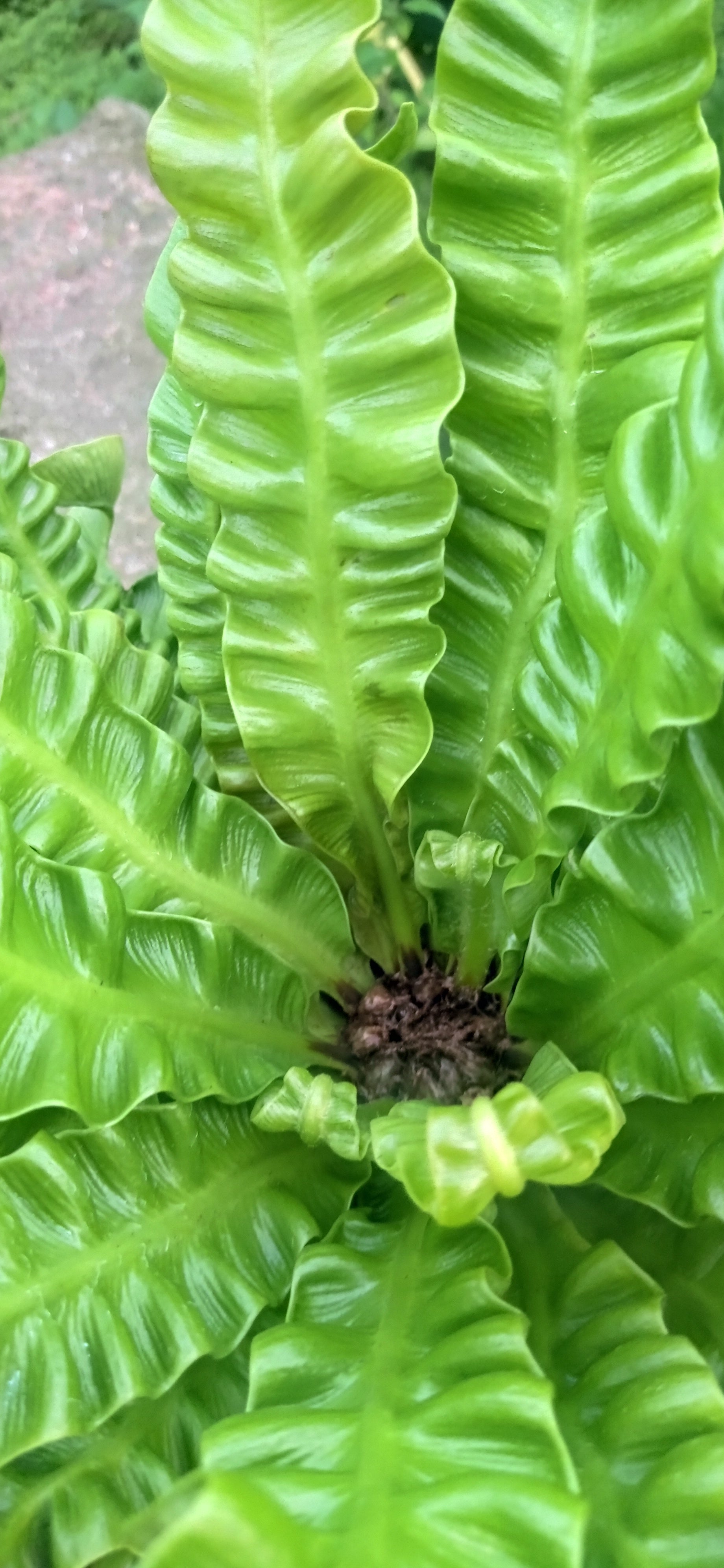 Asplenium Crispy Wave