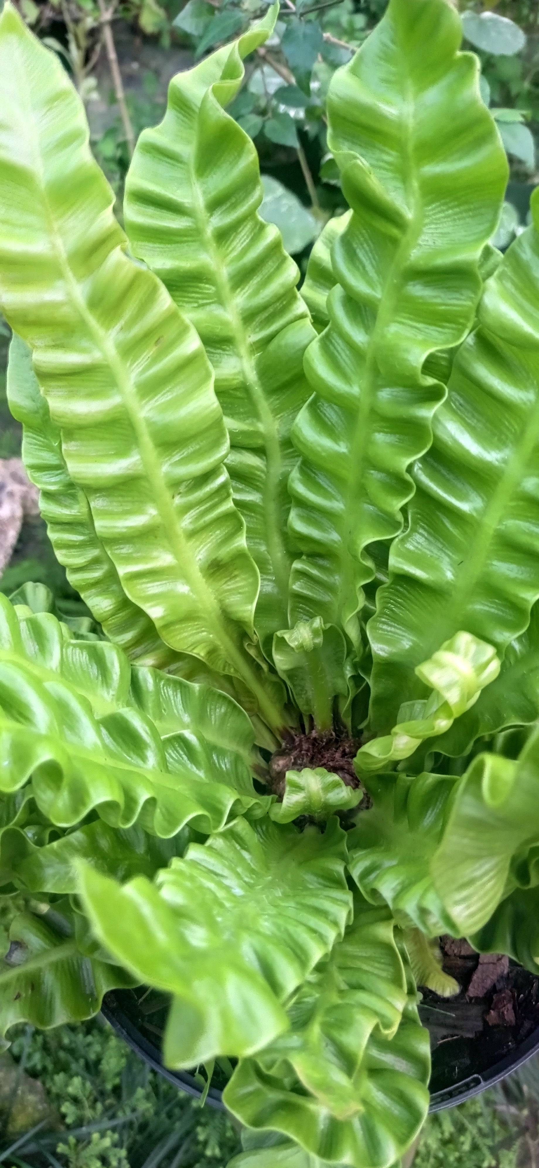 Asplenium Crispy Wave