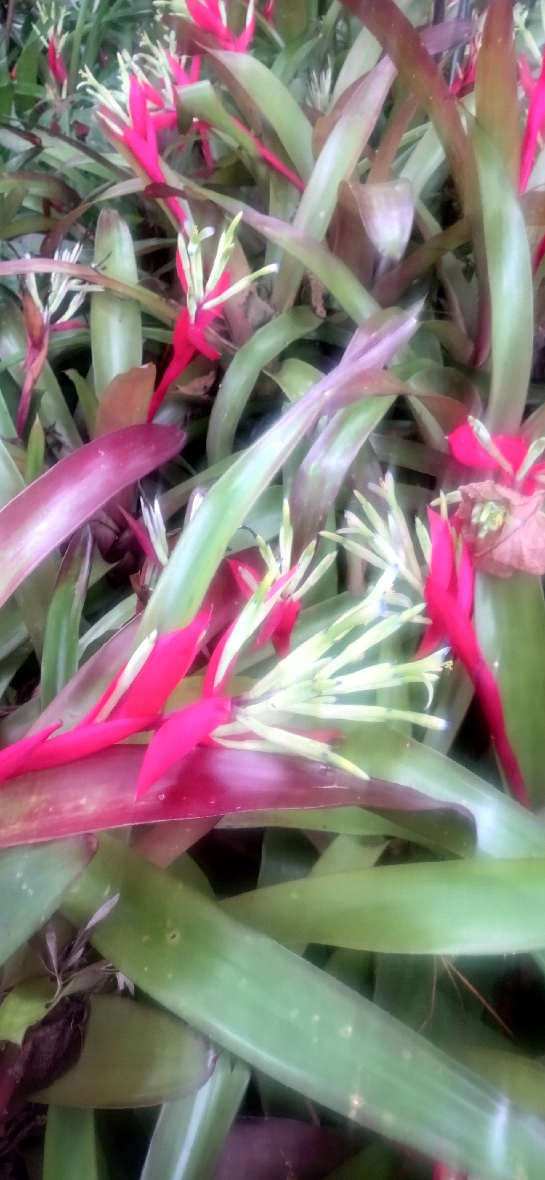 Billbergia amoena var.Rubra