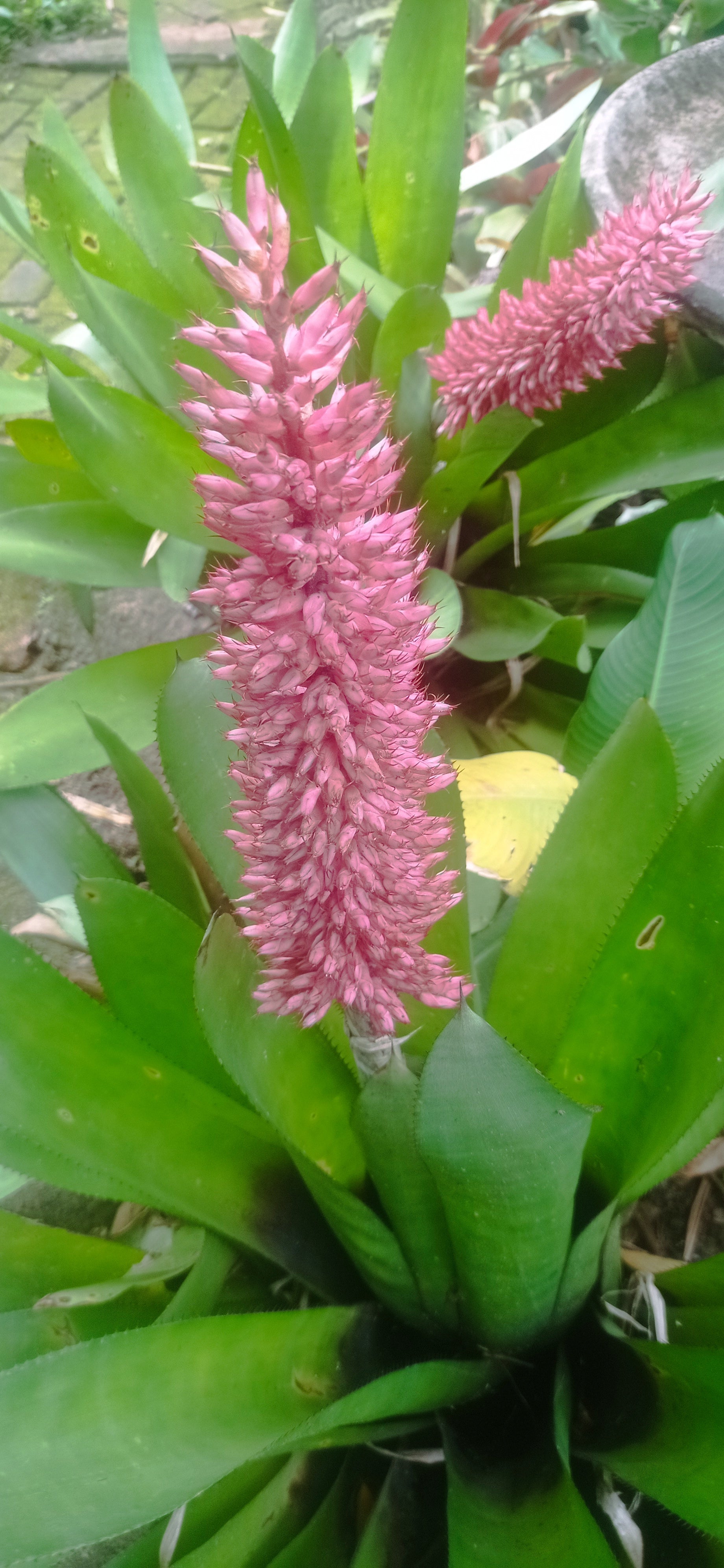 Bromeliad Aechmea macrochlamys