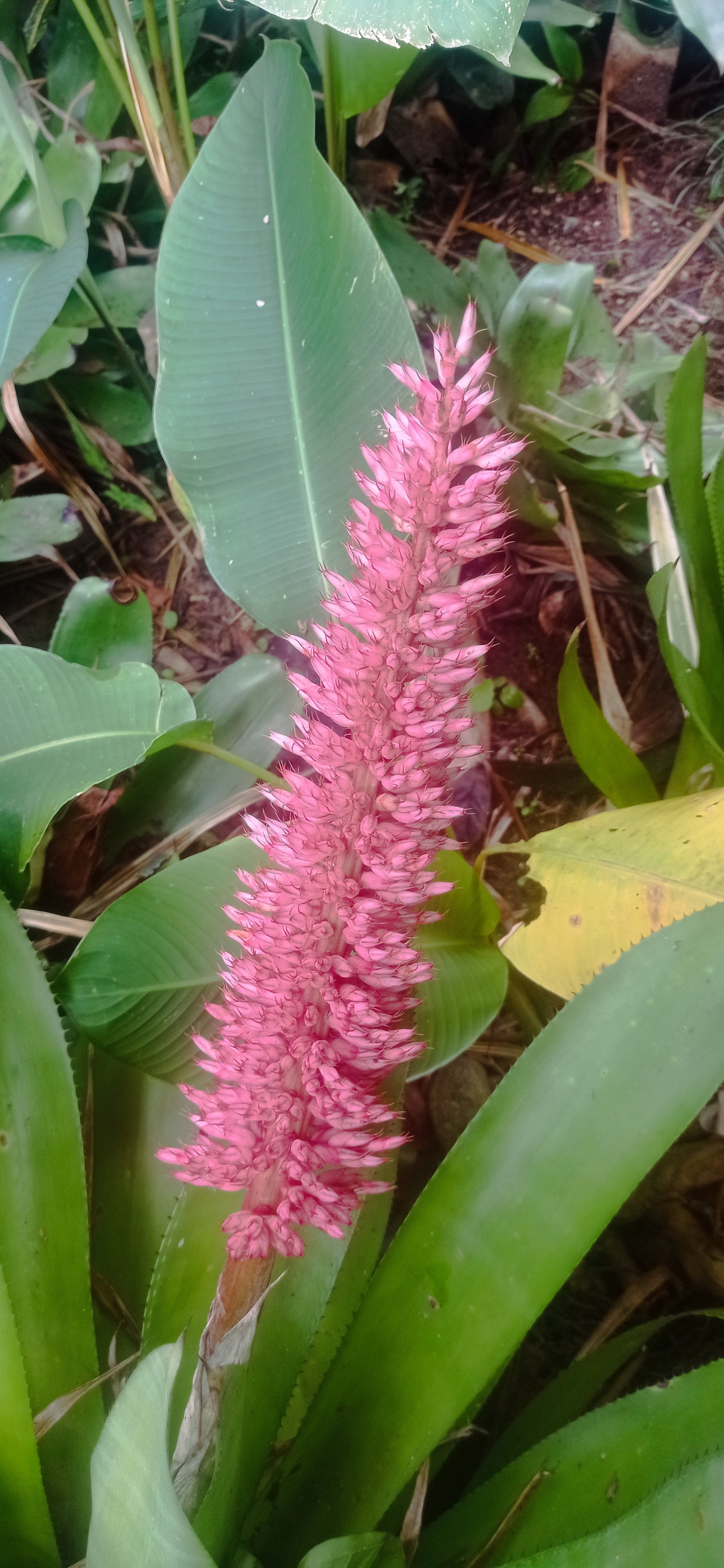 Bromeliad Aechmea macrochlamys