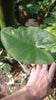 Alocasia macrorrhiza Variegata