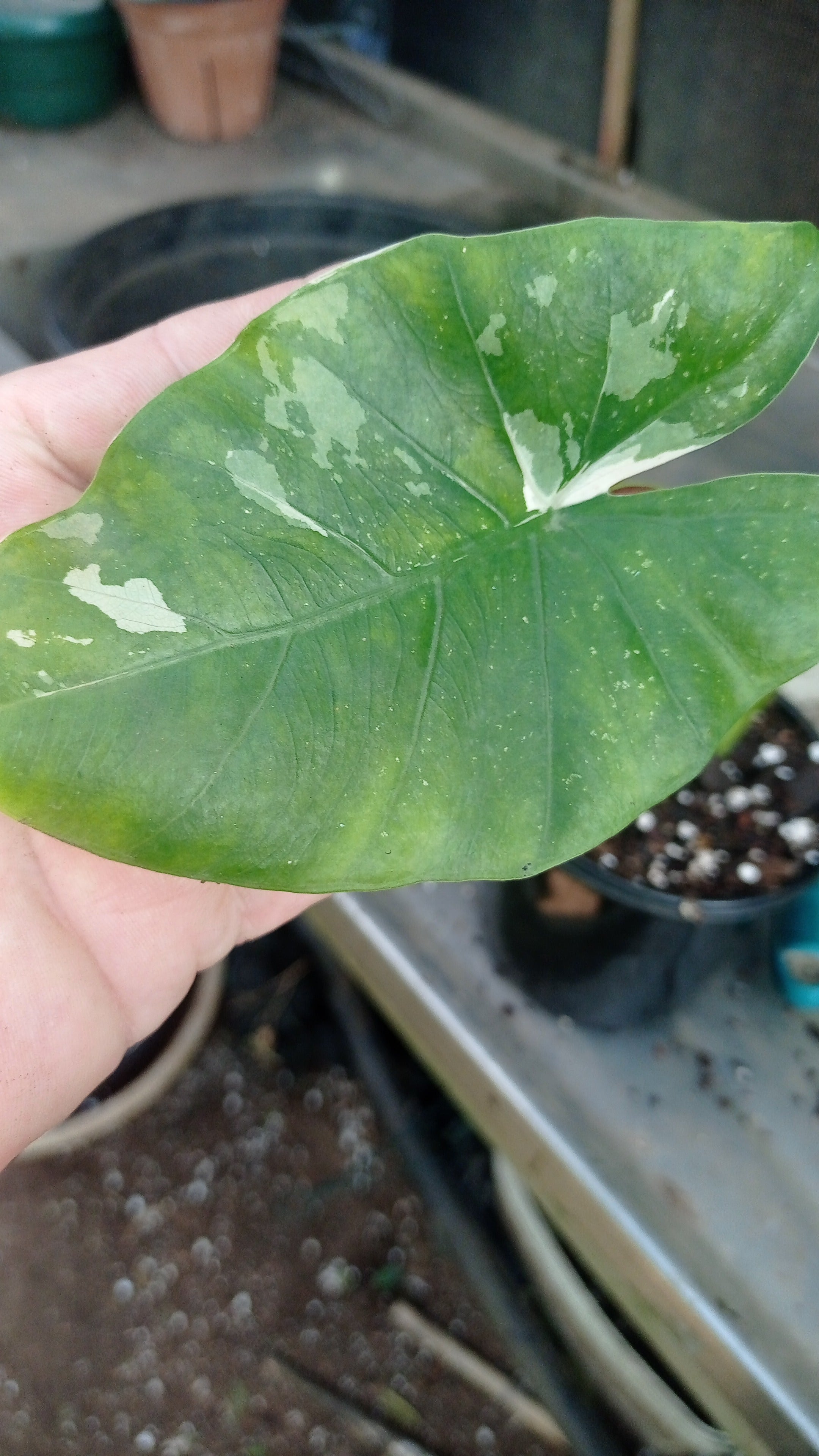 Alocasia macrorrhiza Variegata