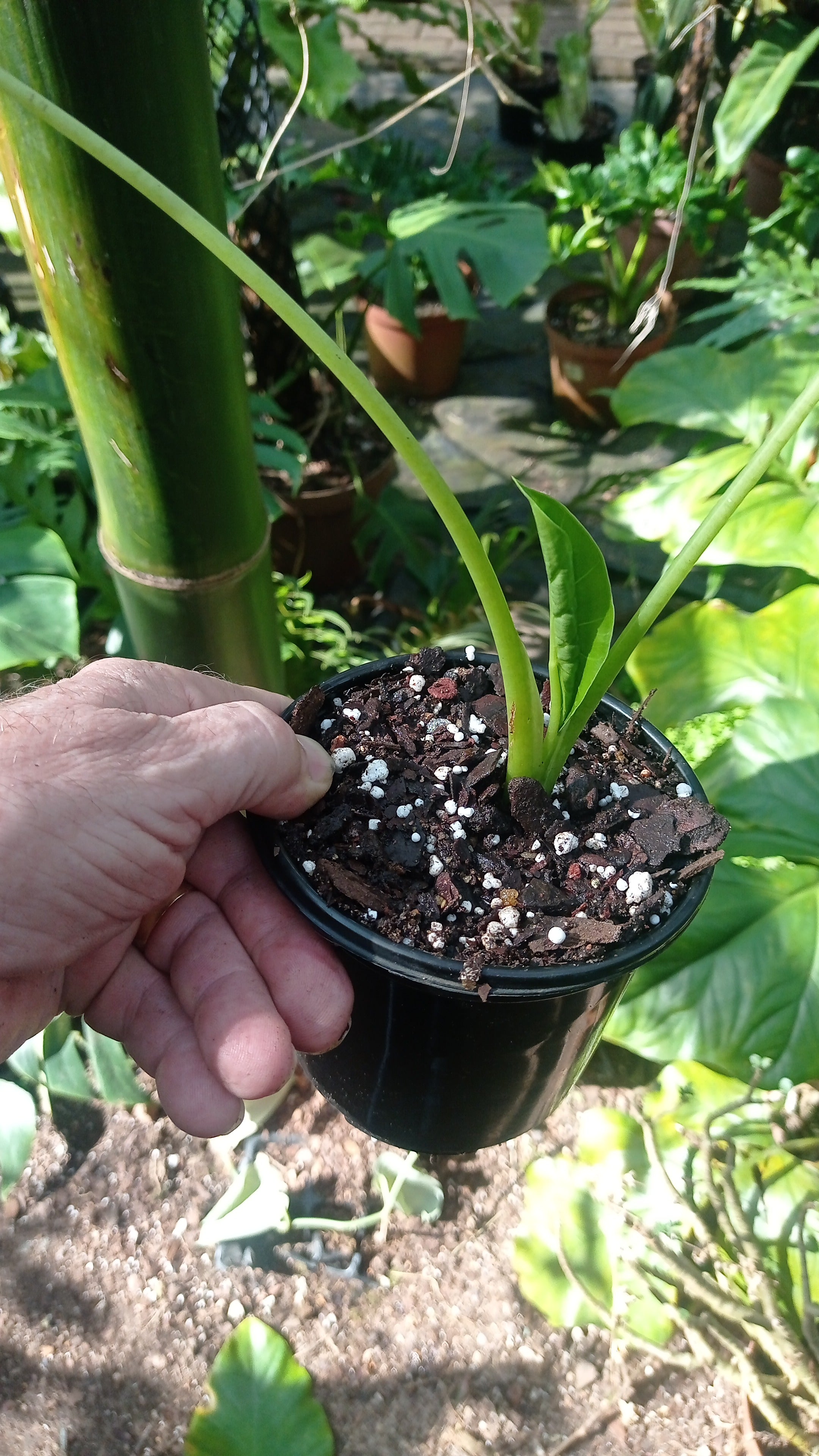 Alocasia macrorrhiza Variegata