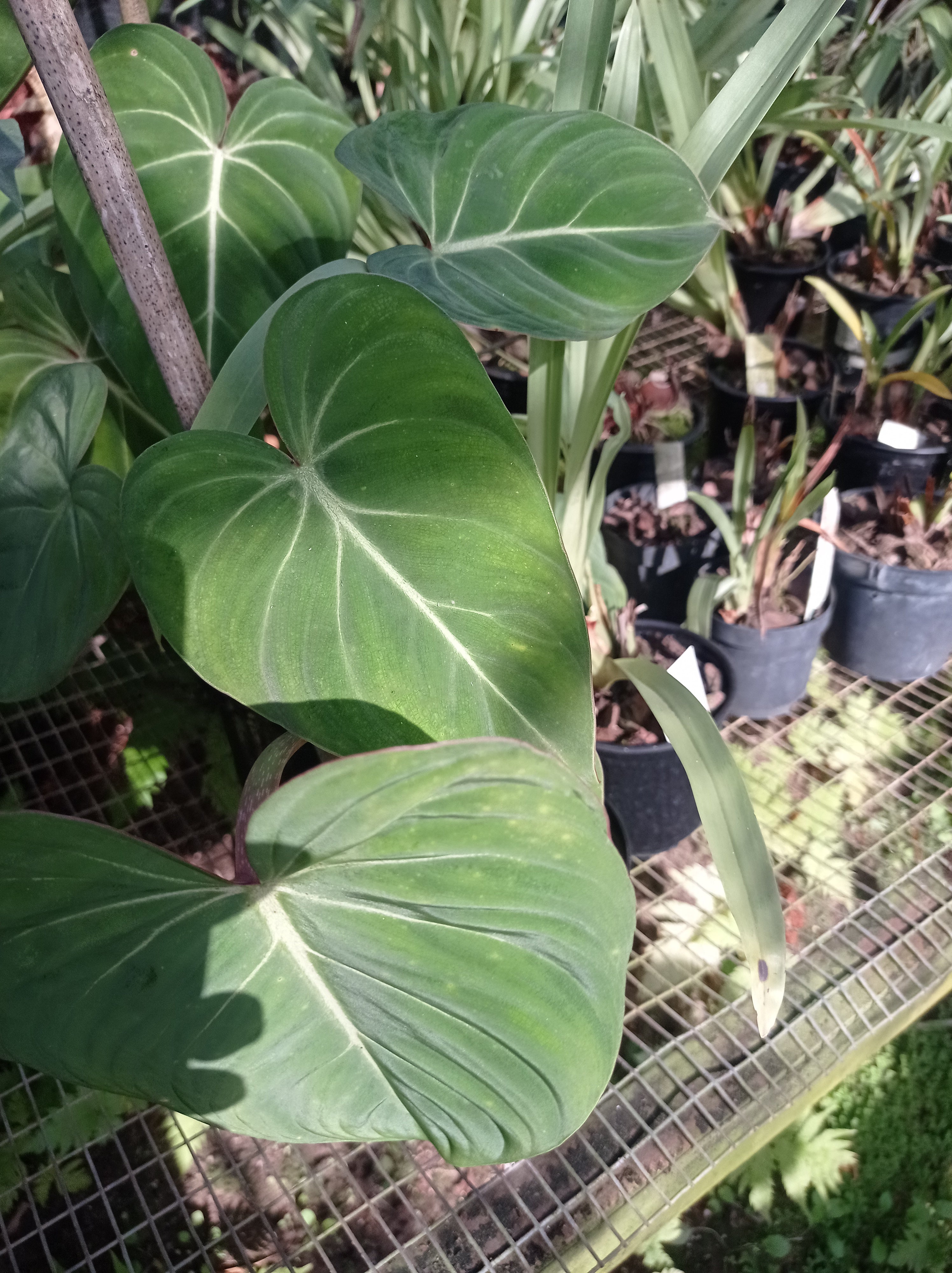 Philodendron gloriosum