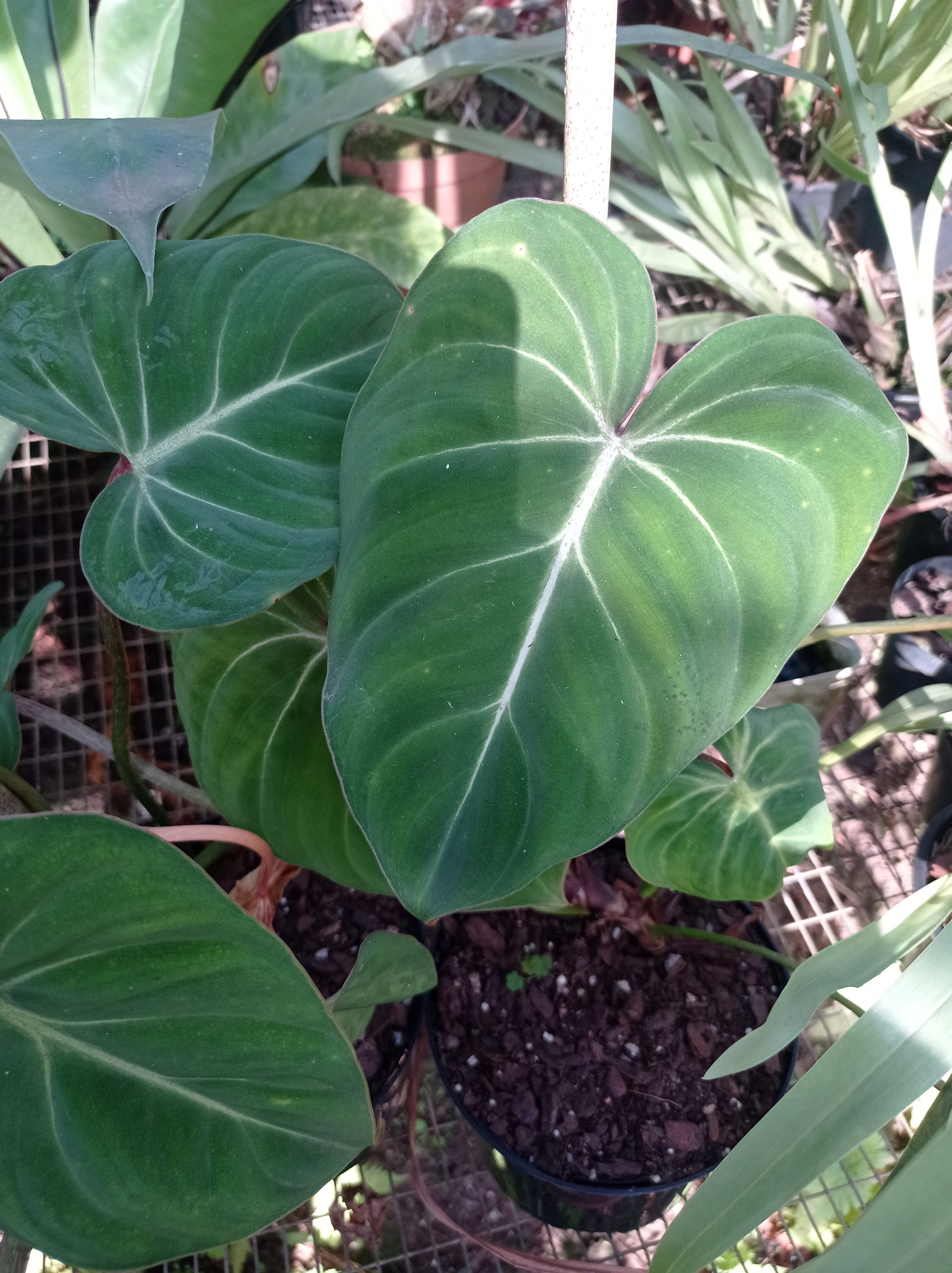 Philodendron gloriosum